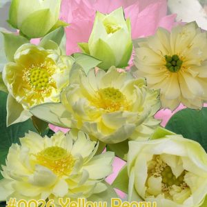Nelumbo nucifera Yellow peony