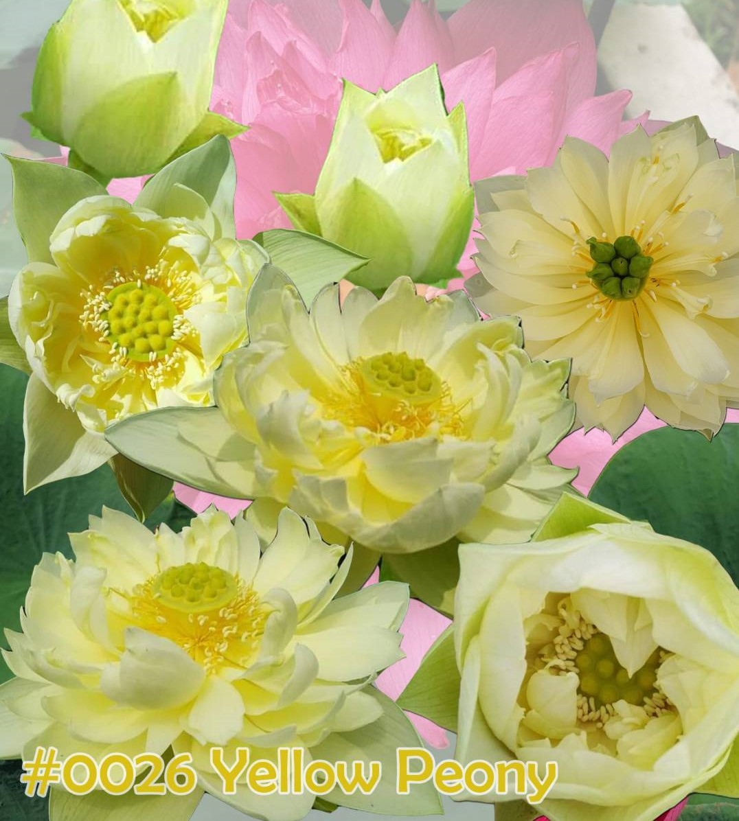 Nelumbo nucifera Yellow peony