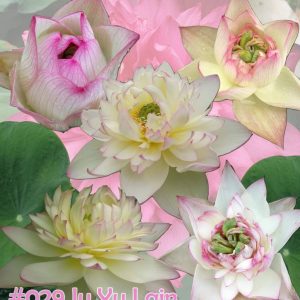 Nelumbo nucifera Ju yu lain