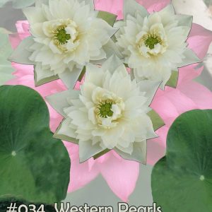 Nelumbo nucifera Western pearls