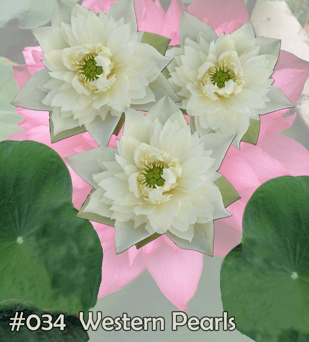 Nelumbo nucifera Western pearls
