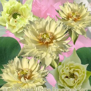 Nelumbo nucifera Snow white fragrant sea