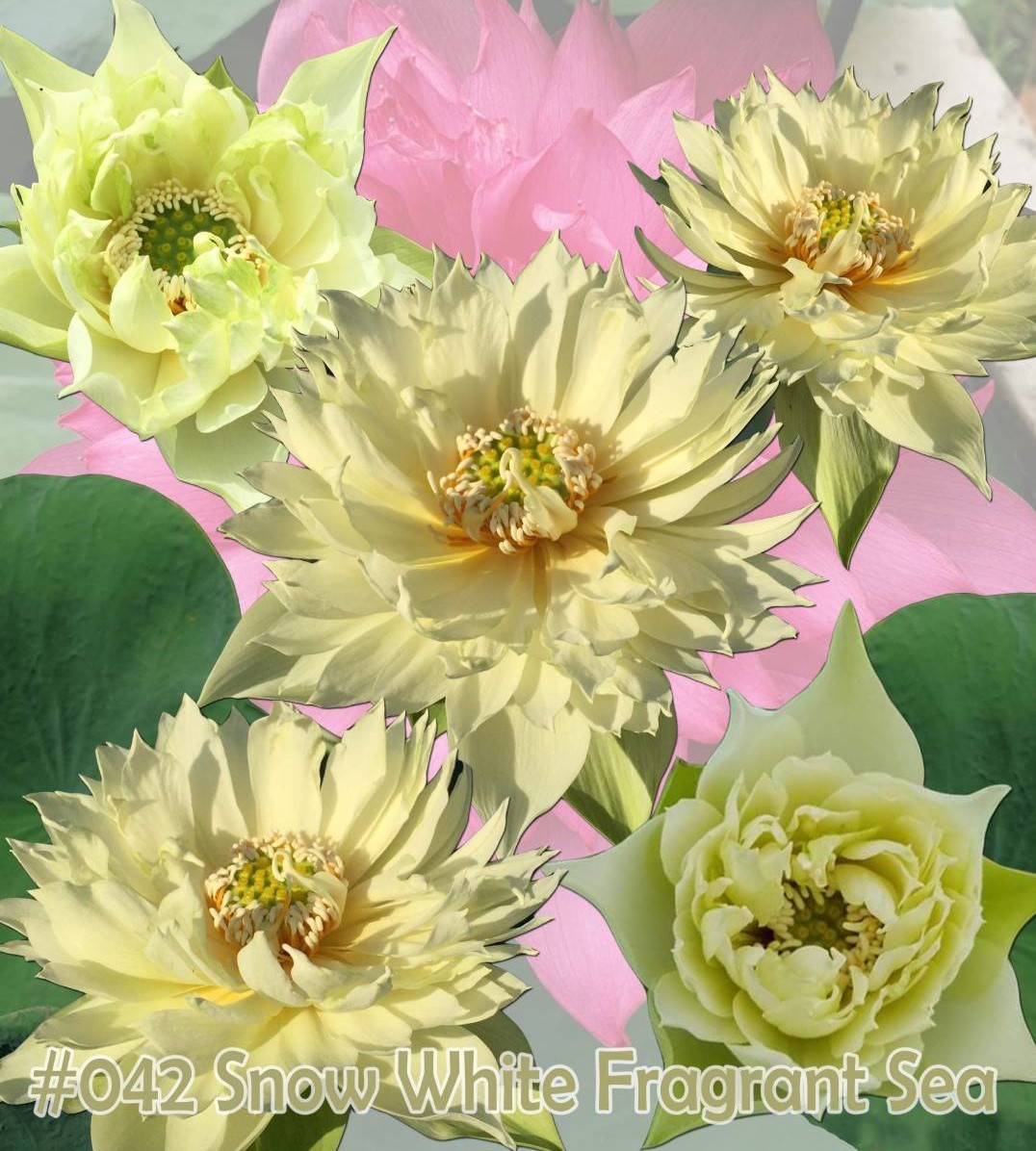 Nelumbo nucifera Snow white fragrant sea
