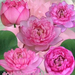 Nelumbo nucifera Hong tai lian