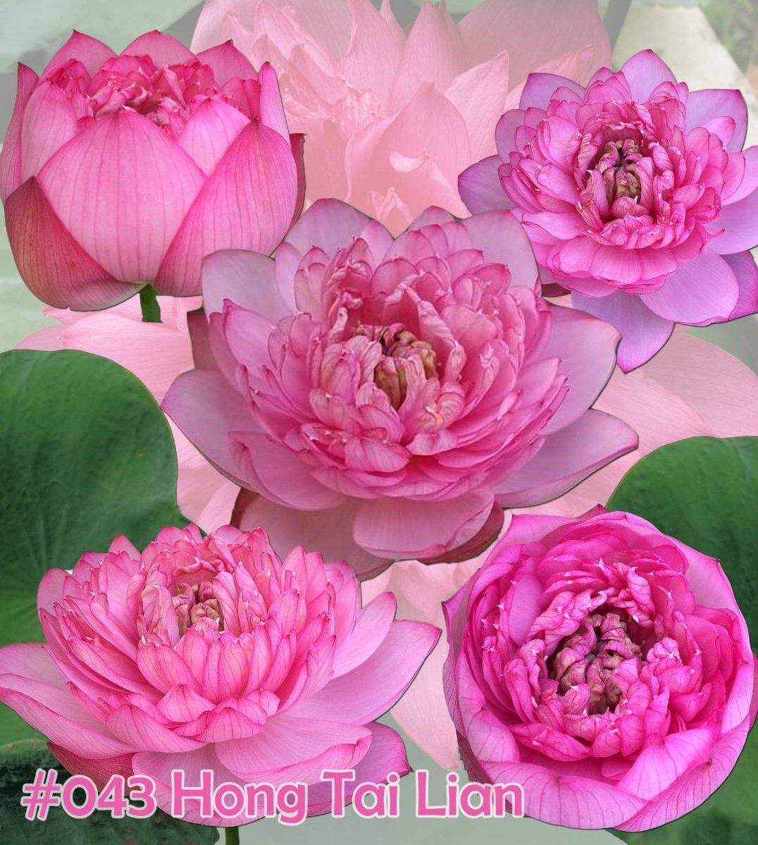 Nelumbo nucifera Hong tai lian