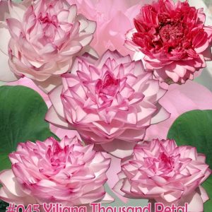 Nelumbo nucifera Yiliang thousand petal