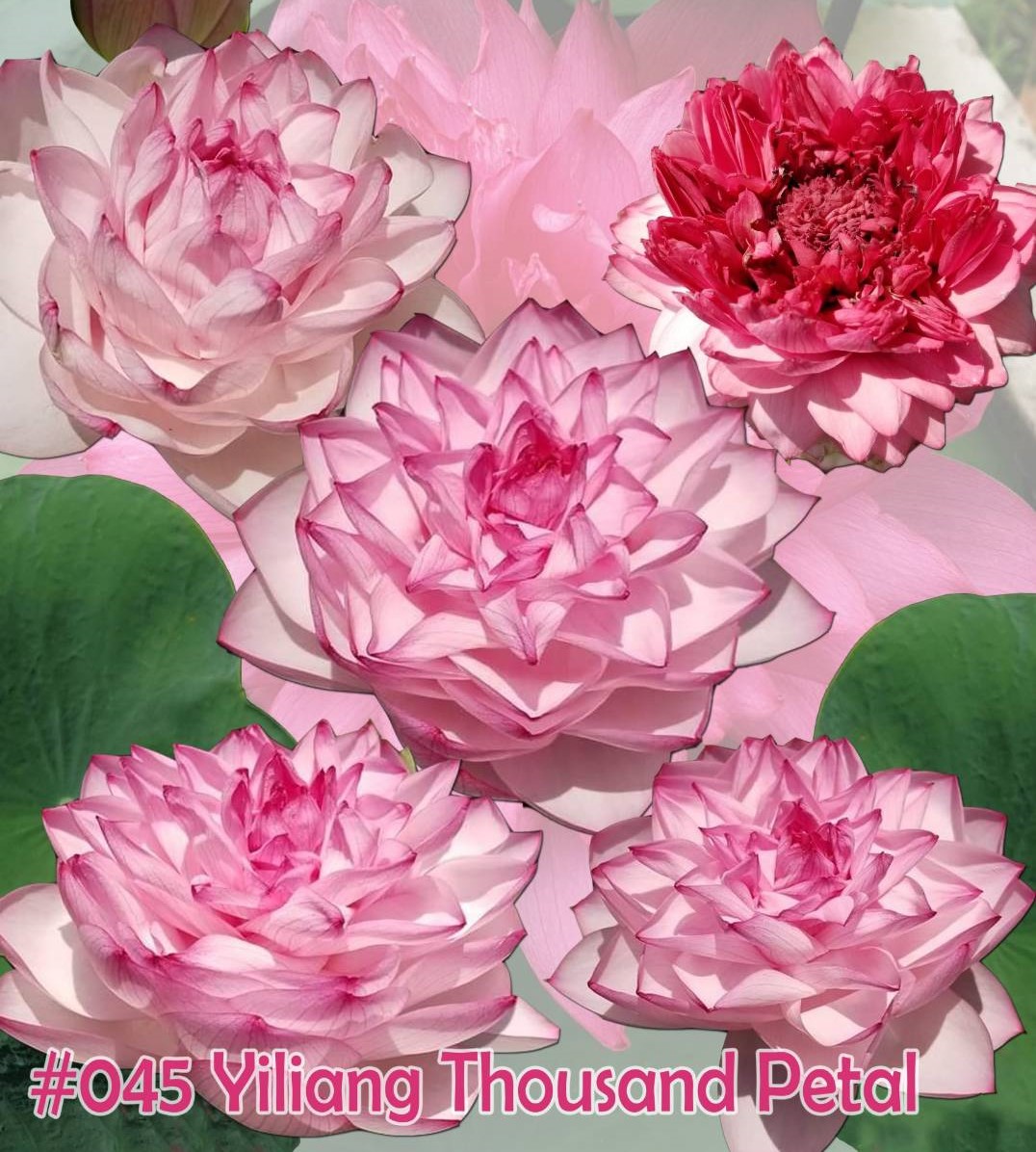 Nelumbo nucifera Yiliang thousand petal