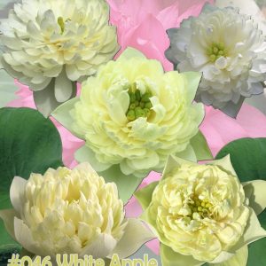 Nelumbo nucifera White apple