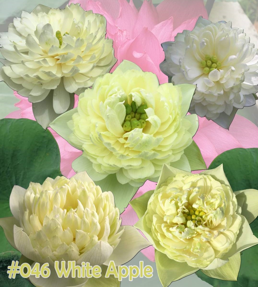 Nelumbo nucifera White apple