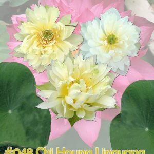 Nelumbo nucifera (Si Hua Lin Yang)
