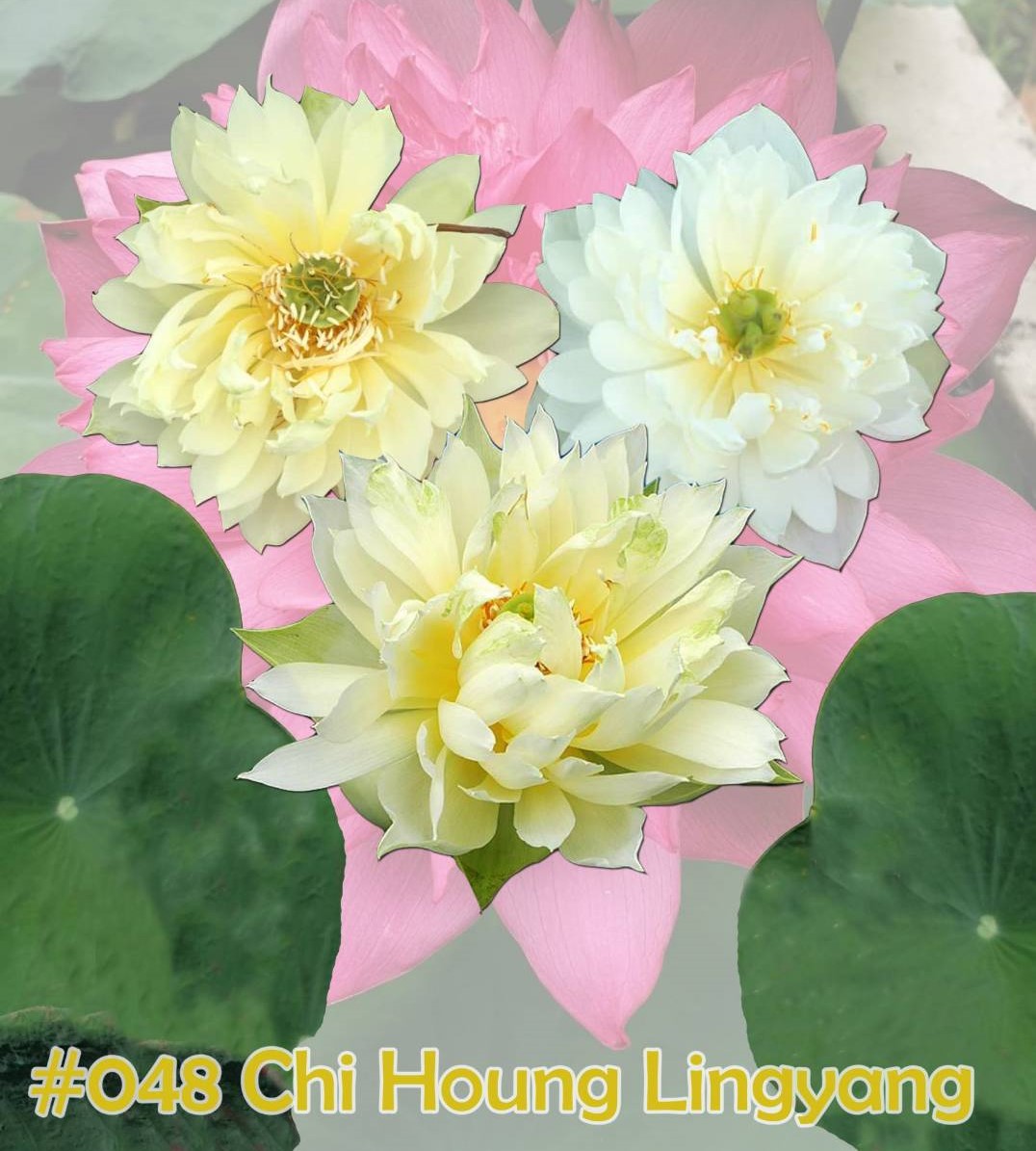 Nelumbo nucifera (Si Hua Lin Yang)