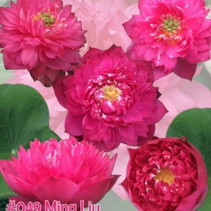 Nelumbo nucifera Ming liu