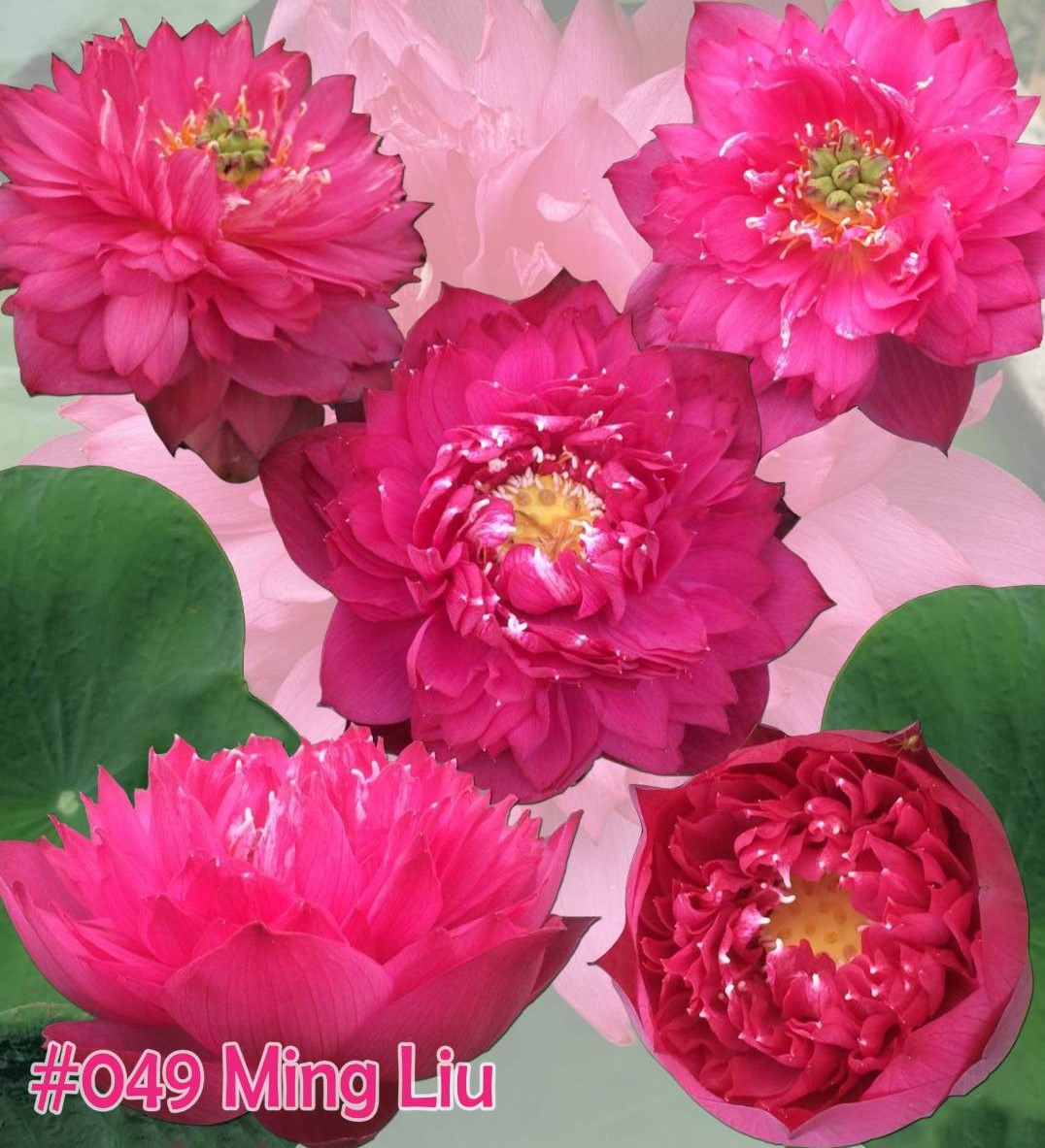 Nelumbo nucifera Ming liu