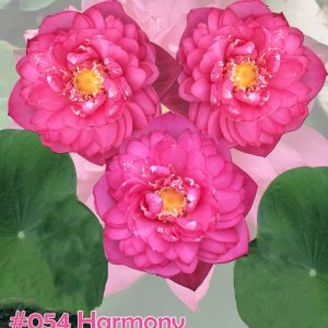 Nelumbo nucifera Harmony
