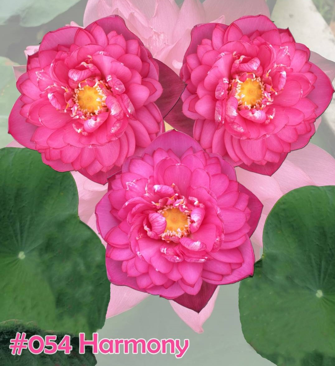 Nelumbo nucifera Harmony