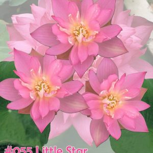Nelumbo nucifera Little Star Grand master