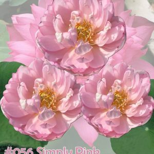 Nelumbo nucifera Simply pink