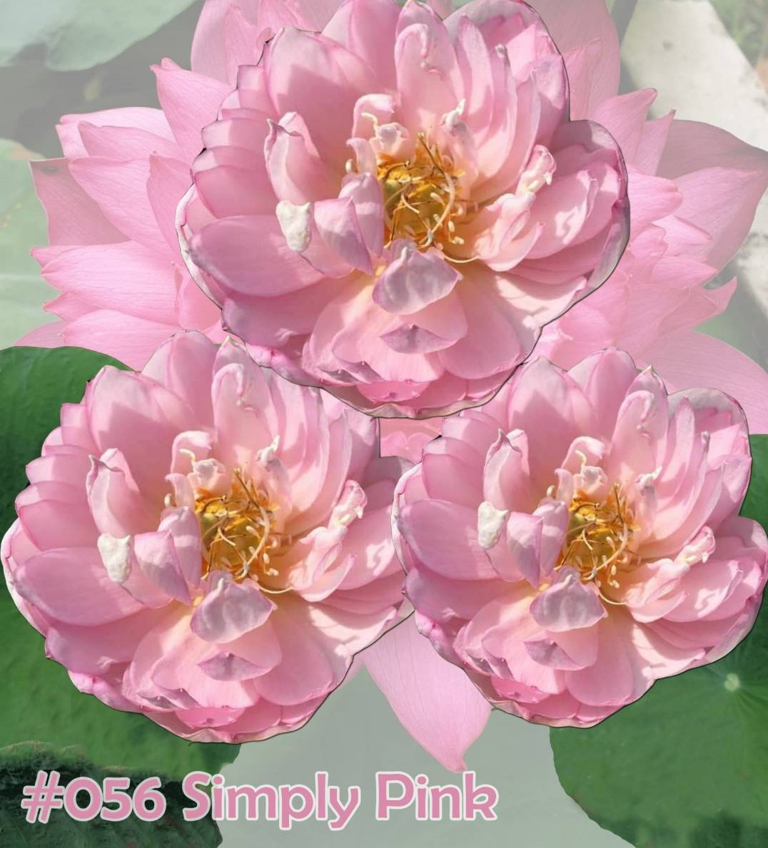 Nelumbo nucifera Simply pink