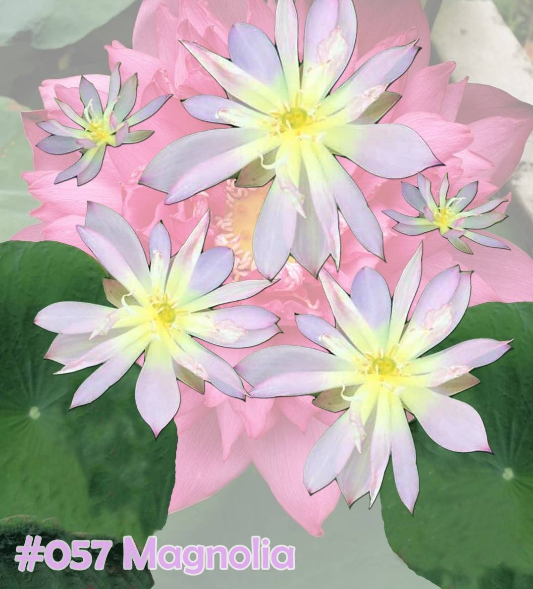 Nelumbo nucifera Magnolia