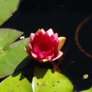 Nymphaea Ellisiana