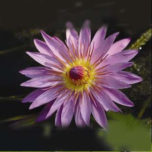 Nymphaea Enchantment