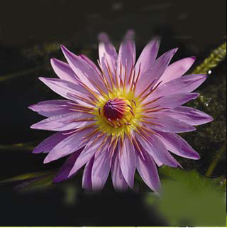 Nymphaea Enchantment
