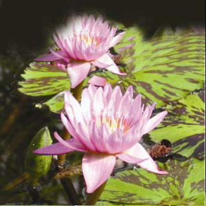 Nymphaea Evelyn Randig