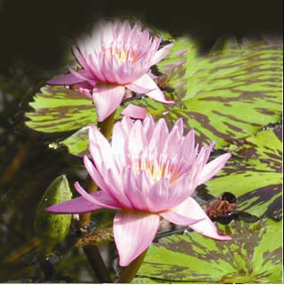 Nymphaea Evelyn Randig
