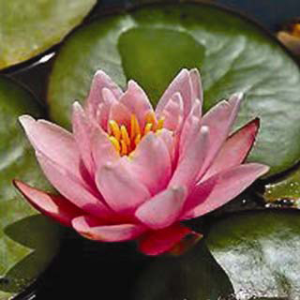 Nymphaea Fabiola-2