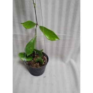 Hoya SP humingbird (large)