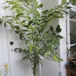 Caryota mitis variegata
