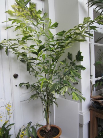 Caryota mitis variegata