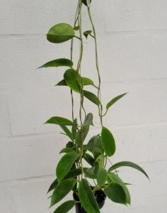 Hoya macgregorii (large)