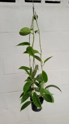 Hoya macgregorii (large)