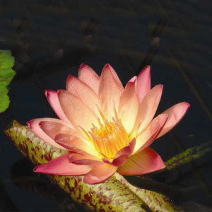 Nymphaea Albert Greenberg