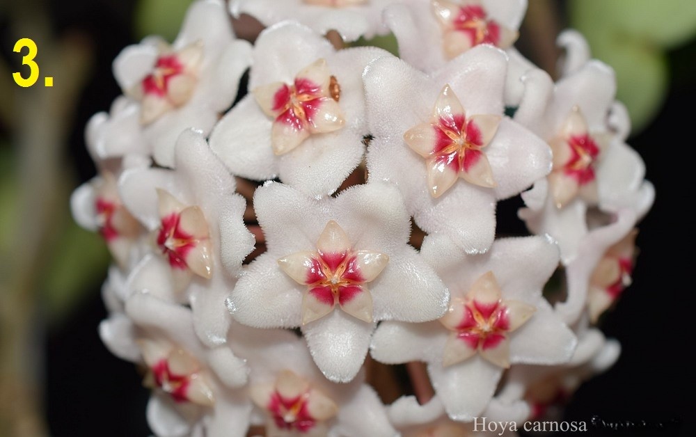 Hoya carnosa krinkle (Big & white ball flower) (Large) - Image 2