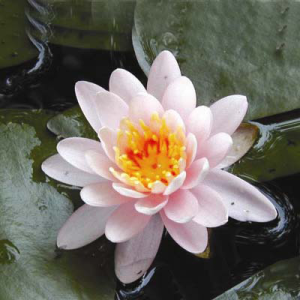 Nymphaea Fire crest
