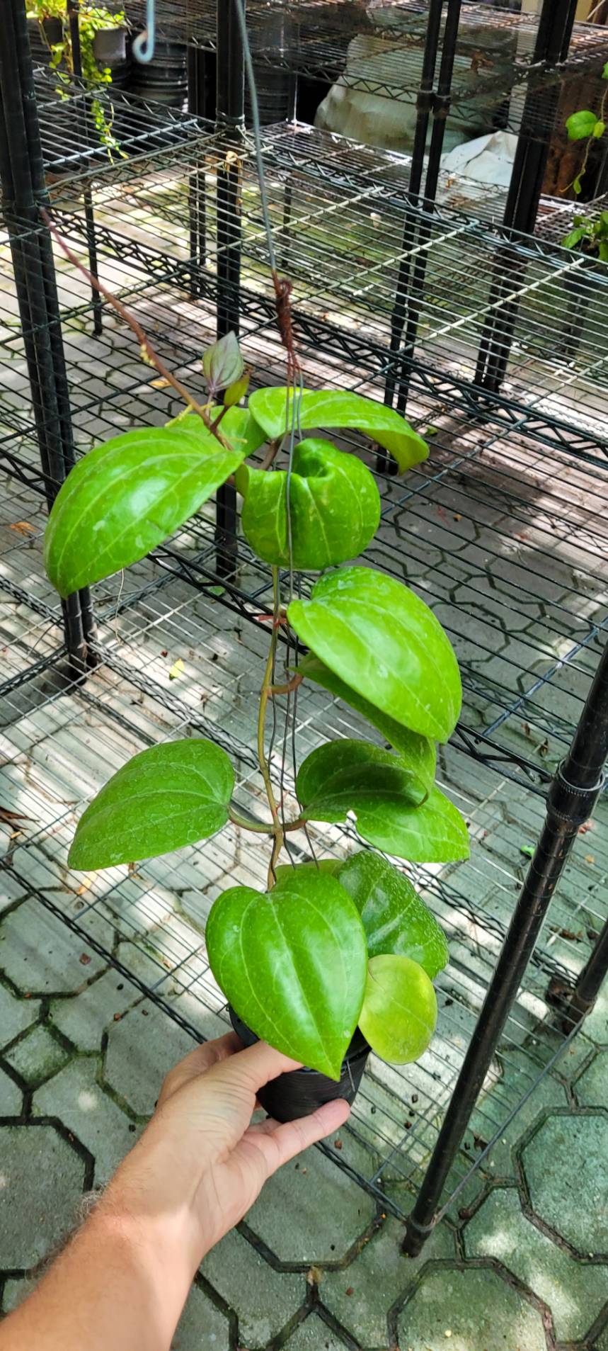 Hoya sarawak (large)