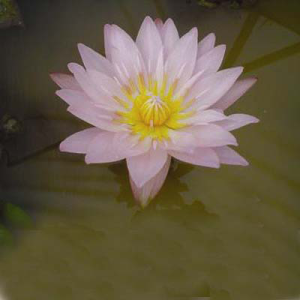 Nymphaea general pershing 1917