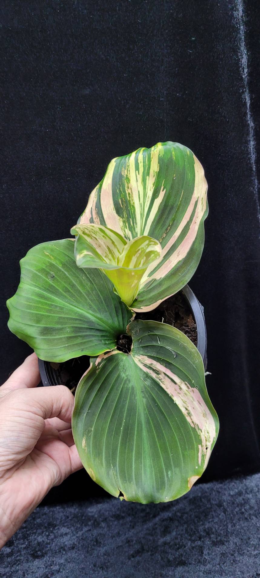 Kaempferia variegata green - Image 2