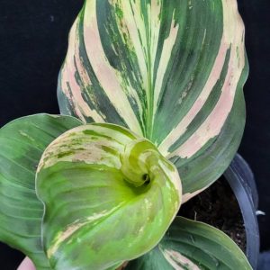Kaempferia variegata green