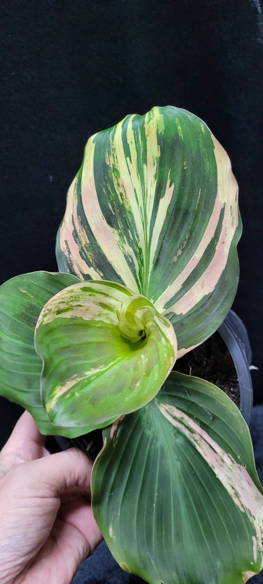 Kaempferia variegata green