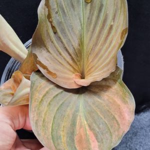 Kaempferia variegata red