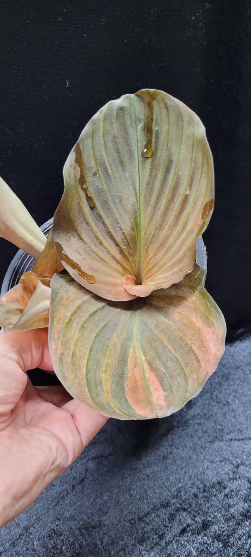 Kaempferia variegata red