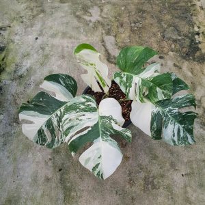 Monstera borsigiana albomarginata XL