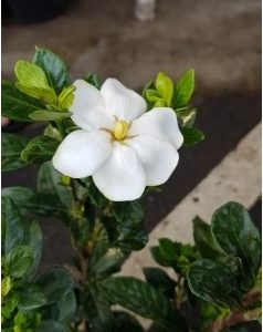 Gardenia jasminoides 'Daisy'