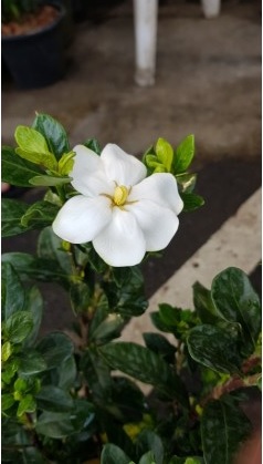 Gardenia jasminoides 'Daisy'