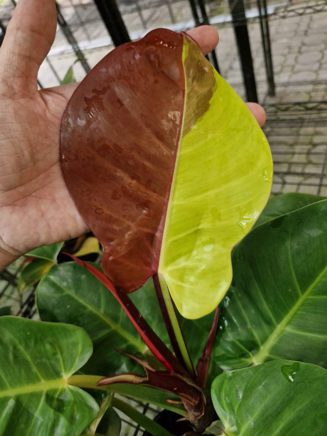 Philodendron yellow flame - Image 3