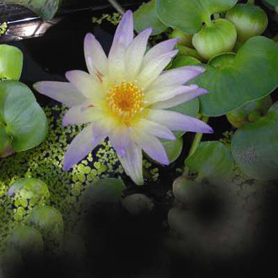 Nymphaea green smoke