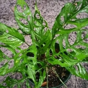 Monstera obliqua